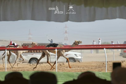 Camel Racing Event in Al Sinainah Wilayat