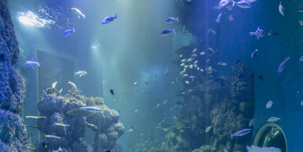 Muscat Mall Aquarium 65