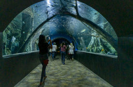 Oman Aquarium