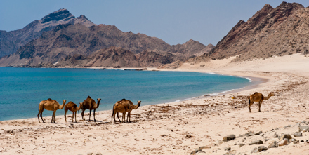 Dhofar Camels In The Beach In Salalah, Oman