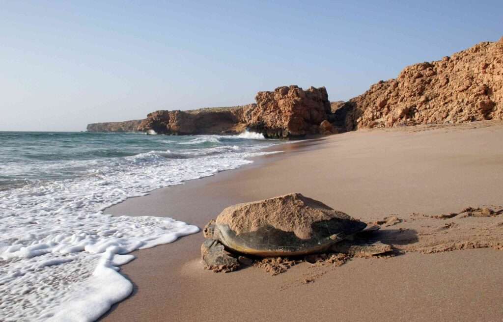 Wildlife Spotting Oman