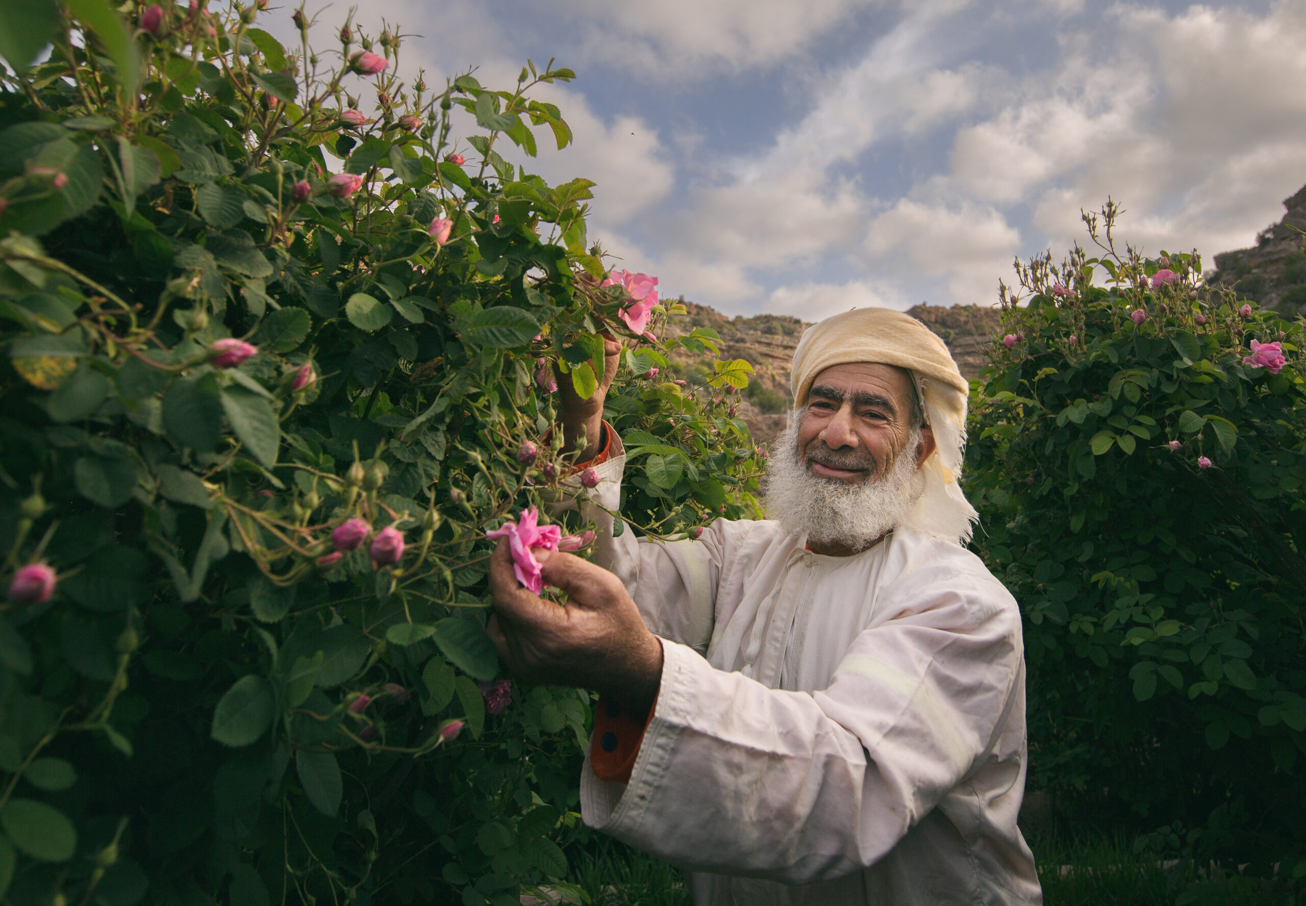 FE2A6922Roses Water Aljabal Alakhdhar Oman FE2A6922Roses Water Aljabal Alakhdhar Oman