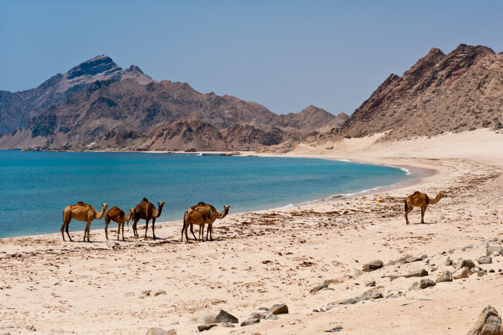 Dhofar Camels in the beach in Salalah, Oman